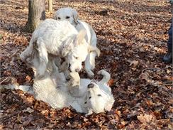 Farmina Nd Ocean Puppy Med/Max 12Kg Cod Pumpkin