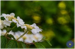 Sigma 105mm f/2.8 APO EX DG OS HSM Macro (Nikon)