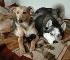 Pedigree Dentastix Duże Rasy 56szt. 8X270G