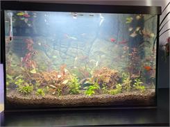 Aquael Akwarium Proste 72L 60X30X40Cm 5Mm Xl
