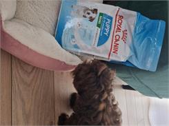 Royal Canin Mini Puppy 2kg