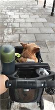 Trixie wózek transporter dla psa kota do 11 kg