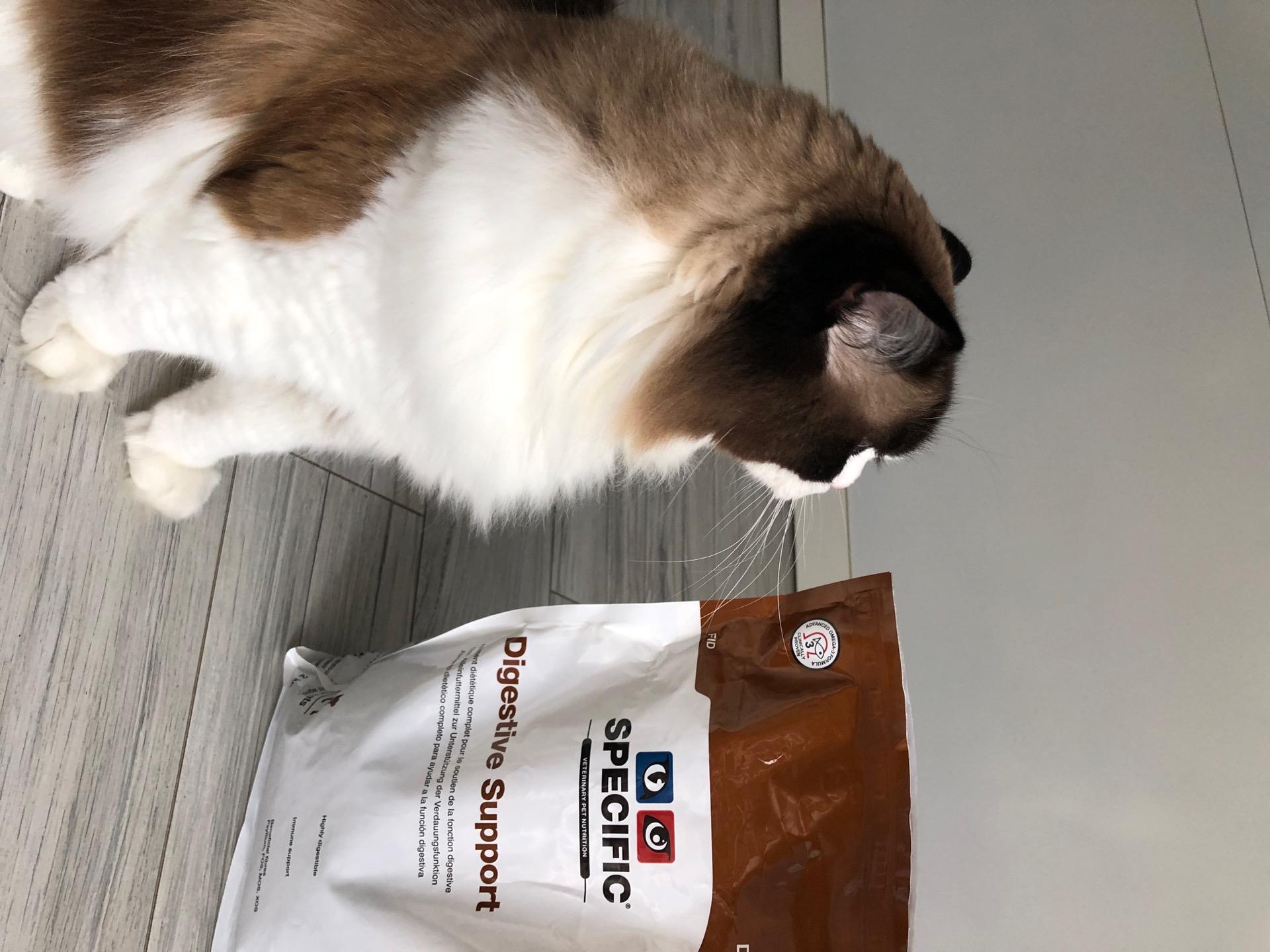 dechra digestive support cats