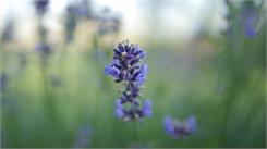 Sigma C 30mm f/1.4 DC DN (Mikro 4/3)