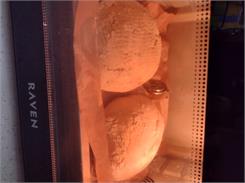 BioBabalscy Mąka orkiszowa biała Bio typ 630 5kg