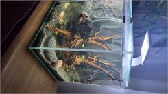 Aquael SHRIMP SET 30 CZARNY DAY&NIGHT 29x29x35 30l