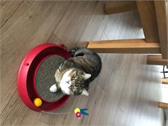 Hagen Tor Catit Play'N Scratch Z Drapakiem (ch0002)