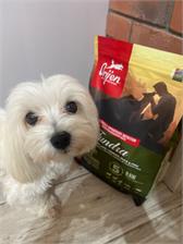 Orijen Tundra Dog 2Kg