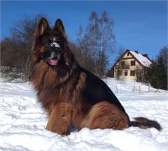 Adragna Breeder Super Premium Królik I Owoce Cytrusowe 20Kg