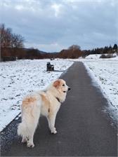 Acana Heritage Puppy Large Breed 17Kg