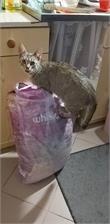 Whiskas Adult Kurczak I Warzywa 14kg