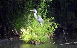 Nikon COOLPIX P950