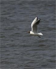 Tamron 50-400 MM F/4.5-6.3 DI III VC VXD SONY E