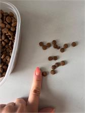 Farmina N&D Gf Pumpkin Lamb&Blueberry Puppy Mini 7Kg