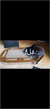 Canadiancat Playplate Plac Zabaw Dla Kota Z Drapakiem