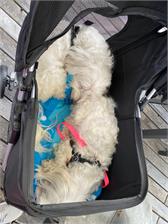 Trixie wózek transporter dla psa kota do 11 kg