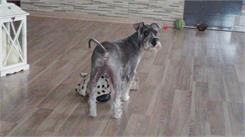 Royal Canin Veterinary Canine Hypoallergenic 14kg