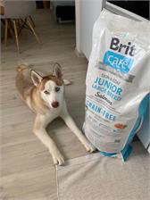 Brit Care Grain Free Adult Salmon Large Breed 12Kg