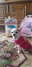 Brit Care Mini Grain Free Puppy Lamb 2Kg