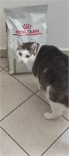 Royal Canin Veterinary Diet Urinary S/O LP34 3,5Kg