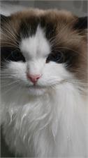 Carnilove Cat Duck & Pheasant Hairball Control 2kg