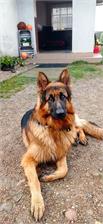 Brit Care Hypoallergenic Adult Large Breed 12Kg