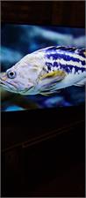 Telewizor LED TCL 43P635 43 cale 4K UHD
