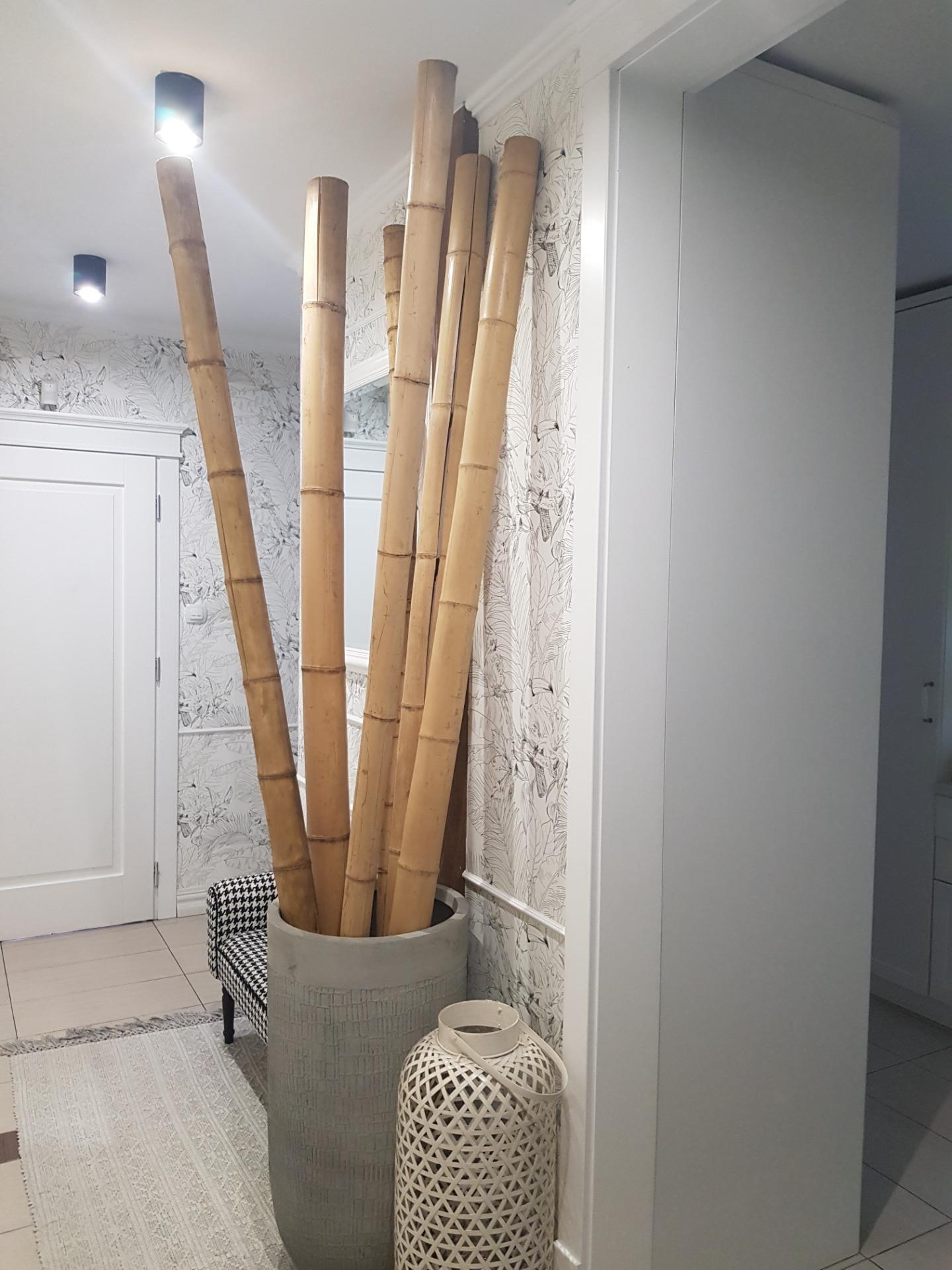 Dixie Store Bambus Dekoracyjny Gruby Ozdobny 240 Cm 50/60 Mm (147) - Ceny i  opinie - Ceneo.pl