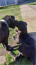 Divinus Puppy Kurczak 20kg