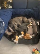 Royal Canin Maxi Puppy 4kg