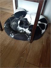 Cestal Dog Plus Flavour tabletki na odrobaczanie psów 2szt