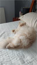 Royal Canin Persian Kitten 400g