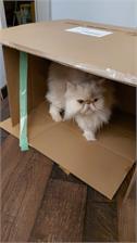 Royal Canin Persian Kitten 400g