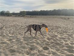 Trixie Dysk dla psa "Dog Activity", średnica 19cm 