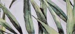 Alfa-Cer Płytka Ścienna Dekoracyjna Grass White Dec. A Mat 29,8X59,8