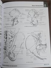 Anatomia Nettera do kolorowania. Wydanie 2 uzupełnione