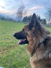 Eukanuba Breed Specific Sucha karma dla dorosłych psów rasy owczarek niemiecki 12kg