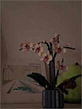LEGO ICONS Botanicals 10311 Orchidea