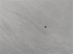 Opoczno Newstone 2.0 Light Grey 59,3X59,3 