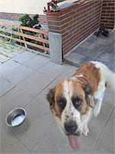 Royal Canin Giant Adult 15kg
