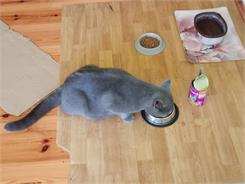 Whiskas Adult Puszka Mokra Pełnoporcjowa Dla Dorosłych Kotów Kurczak W Galaretce 400G