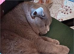 Whiskas Adult Mix Smaków Mokra Dla Dorosłych Kotów 4 Smaki W Galaretce 40x85g