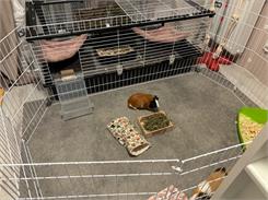 Ferplast Cage Parkhome 120 Klatka Dla Królików I Świnek Morskich