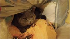 Cat'S Best Universal 40L 18Kg