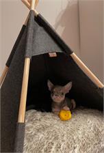 Trixie Jaskinia Dla Kota Tipi Filcowa 55X65X55Cm