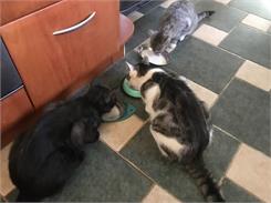 Dolina Noteci Rafi Cat Z Wołowiną 300G