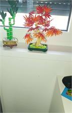 LEGO Botanicals 10348 Klon palmowy bonsai