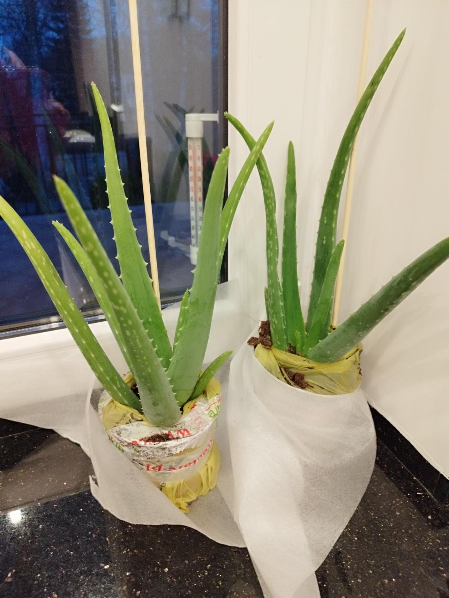 Aloe Vera Aloes Zwyczajny Leczniczy Duy 40cm