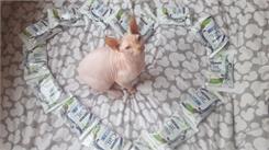 Cat Chow 3in1 Dla Kotów Zawierająca Formułę o Potrójnych Korzyściach z Indykiem 15kg