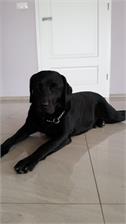 Carnilove Salmon&Turkey For Large Breed Puppy 12Kg